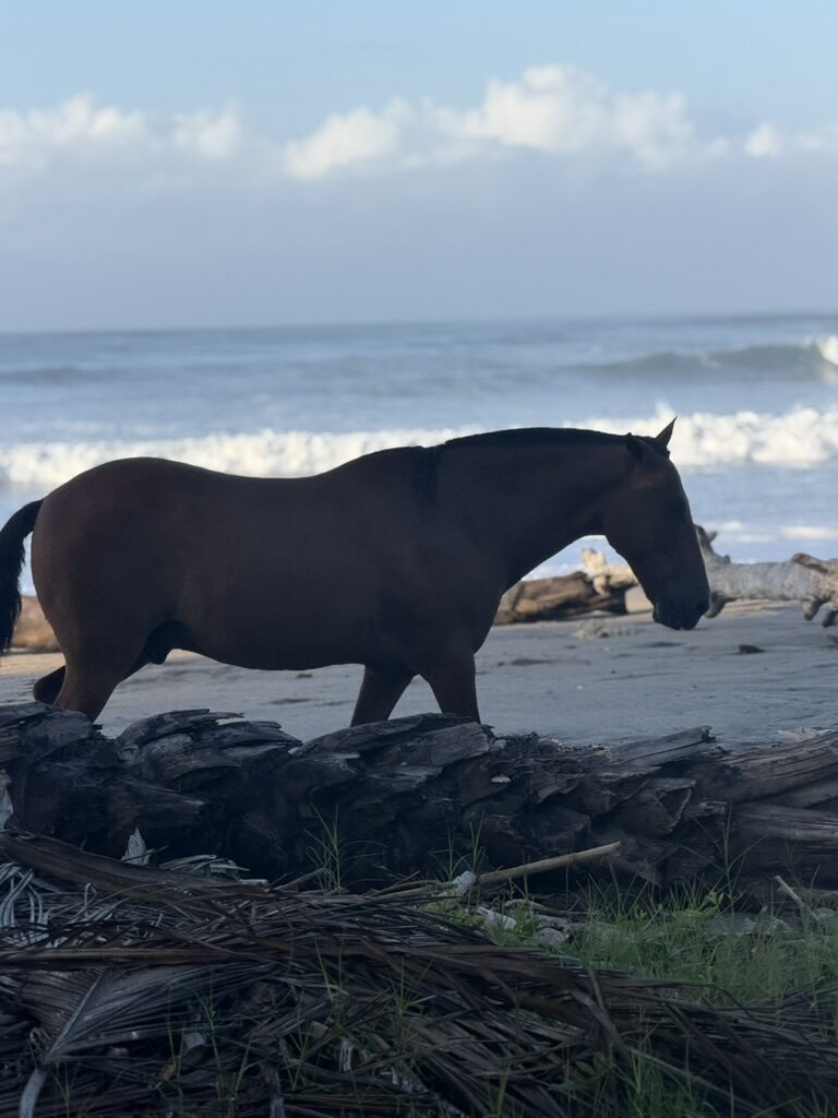 Horse walking on the beach