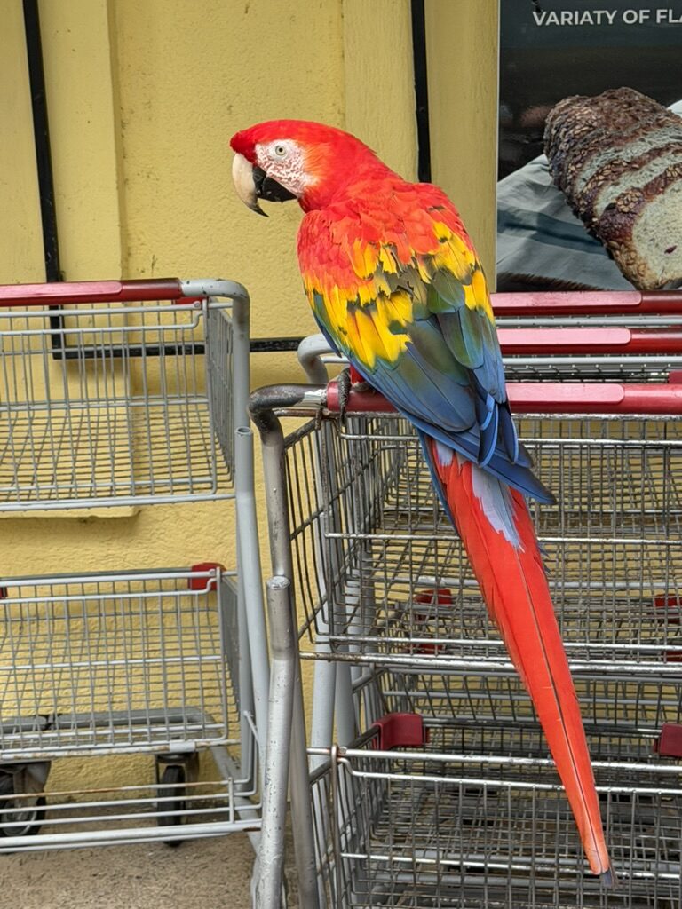 Scarlet macaw