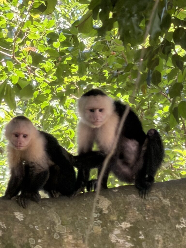 Two white-faced capuchin monkeys