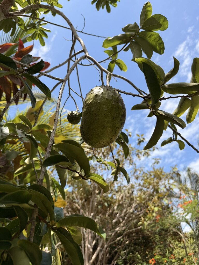 Soursop growing in the garden